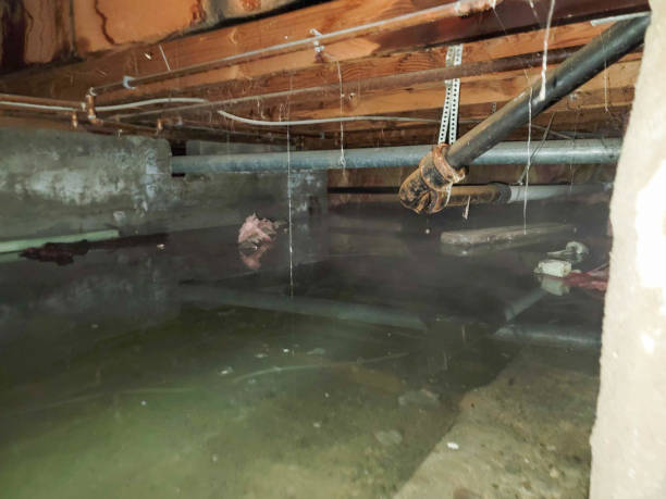 Best Flood damage cleanup  in Mount Dora, FL