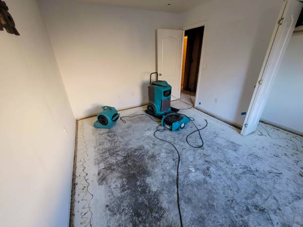 Best Basement water damage restoration  in Mount Dora, FL