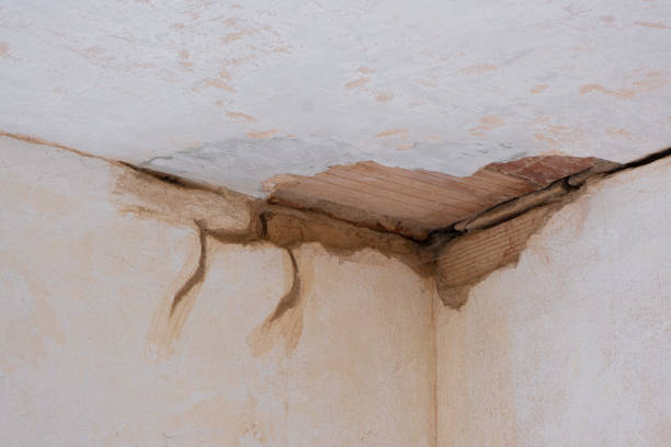Best Water damage mitigation services  in Mount Dora, FL