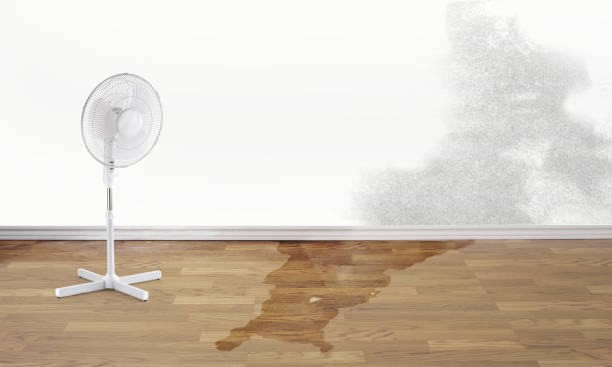 Best Local water damage restoration  in Mount Dora, FL